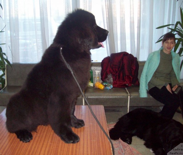 Фото: ньюфаундленд Чудная Красавица