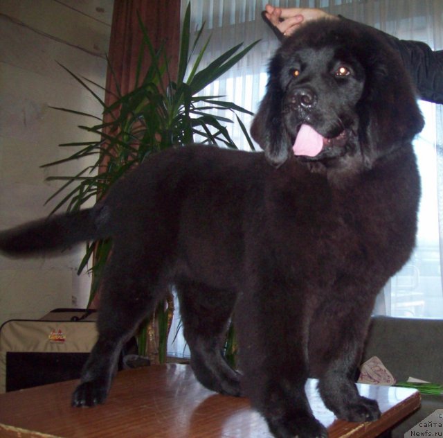 Фото: ньюфаундленд Чудная Красавица