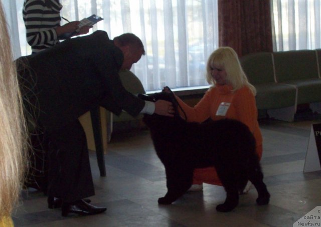 Фото: ньюфаундленд Чудная Красавица, Анна Портнякова