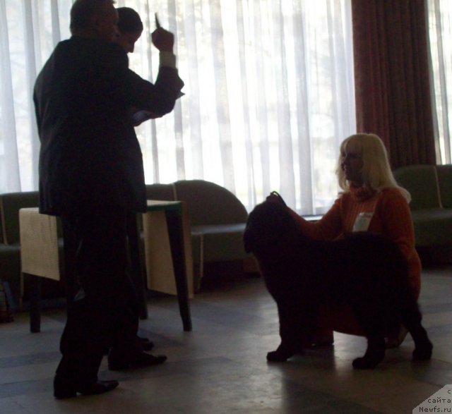 Фото: ньюфаундленд Чудная Красавица, Анна Портнякова