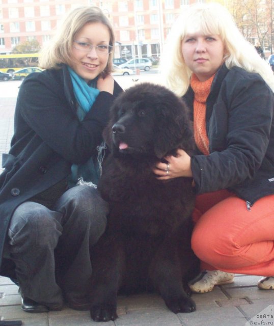 Фото: ньюфаундленд Чудная Красавица, Анна Портнякова, Маришка