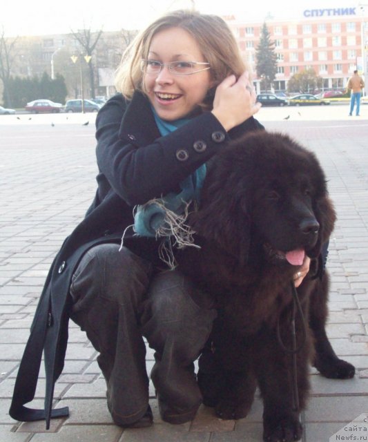 Фото: ньюфаундленд Чудная Красавица, Маришка