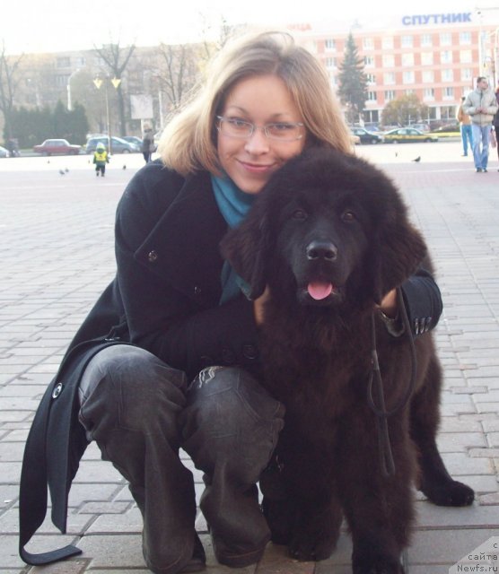 Фото: ньюфаундленд Чудная Красавица, Маришка