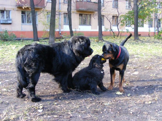 Фото: ньюфаундленд Плюшевая Панда Мистер Икс