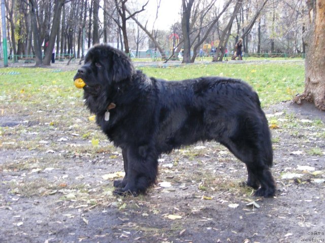 Фото: ньюфаундленд Плюшевая Панда Мистер Икс