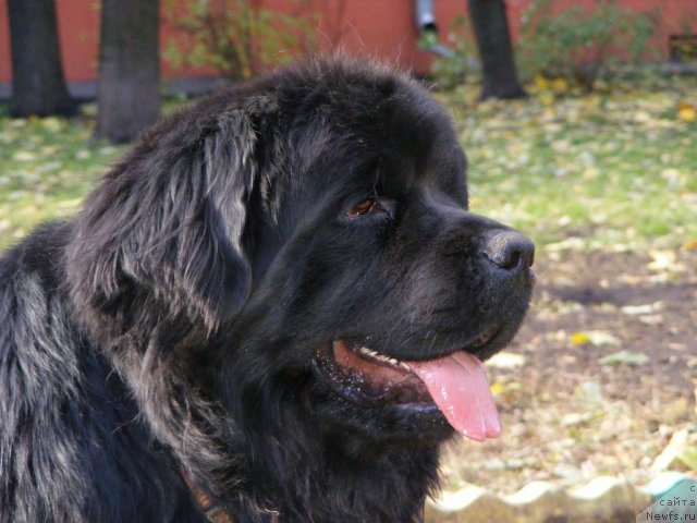 Фото: ньюфаундленд Плюшевая Панда Мистер Икс