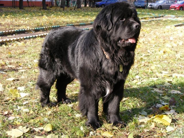 Фото: ньюфаундленд Плюшевая Панда Мистер Икс