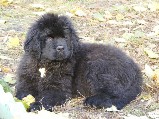 Фото: ньюфаундленд Их Высочество Вилбарт Мирэй