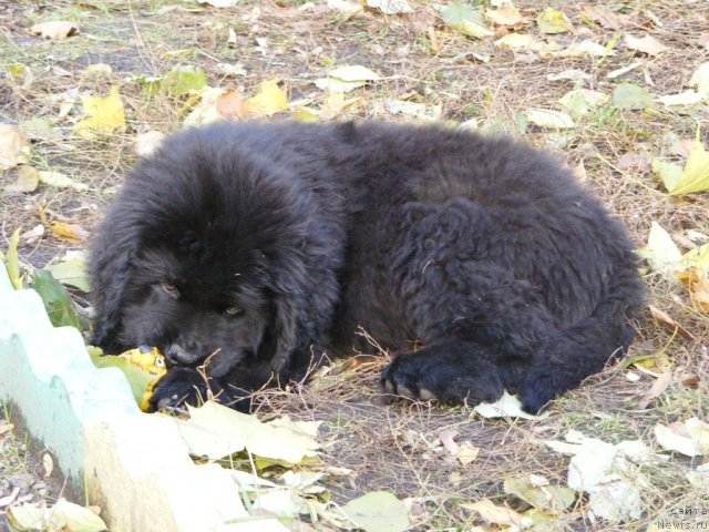 Фото: ньюфаундленд Их Высочество Вилбарт Мирэй