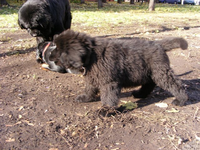 Фото: ньюфаундленд Их Высочество Вилбарт Мирэй