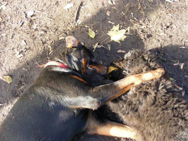 Фото: ньюфаундленд Их Высочество Вилбарт Мирэй