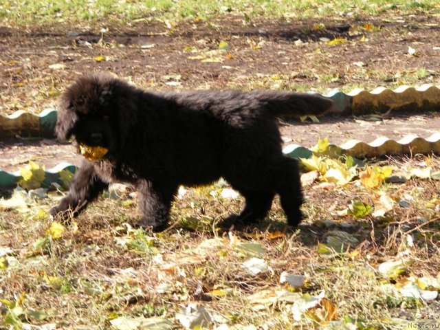 Фото: ньюфаундленд Их Высочество Вилбарт Мирэй