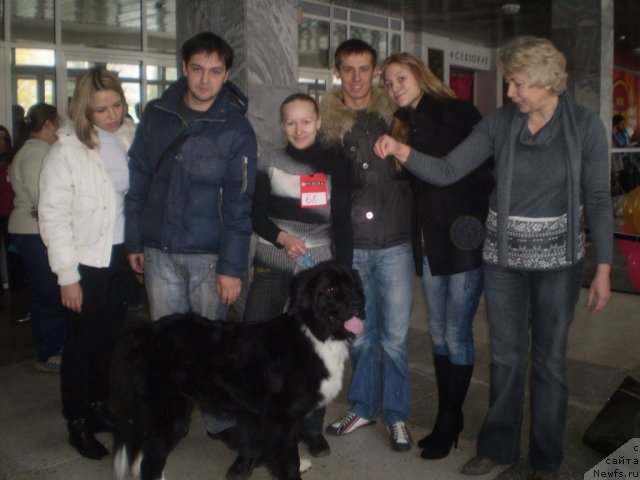 Фото: ньюфаундленд Овация Браво Бис