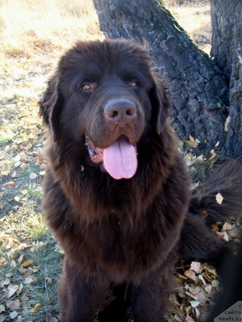 Фото: ньюфаундленд Черный Шарм Амбер Бест Дог ФО Марлеон