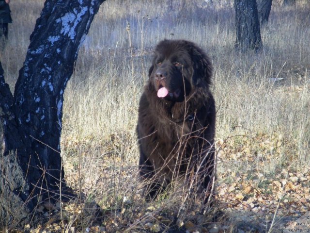 Фото: ньюфаундленд Черный Шарм Амбер Бест Дог ФО Марлеон