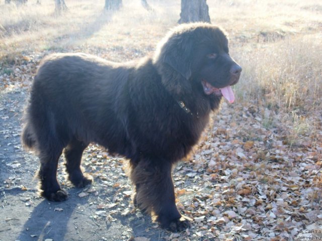 Фото: ньюфаундленд Черный Шарм Амбер Бест Дог ФО Марлеон