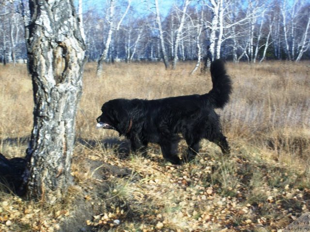 Фото: ньюфаундленд Царевич Империи Ньюф от Марлеон Дусвик
