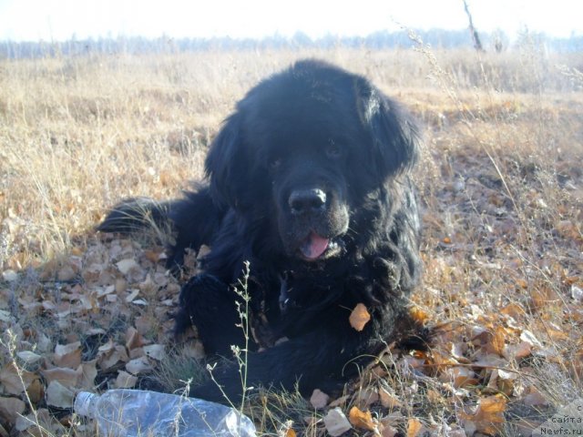 Фото: ньюфаундленд Царевич Империи Ньюф от Марлеон Дусвик