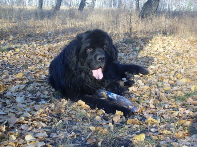 Фото: ньюфаундленд Царевич Империи Ньюф от Марлеон Дусвик