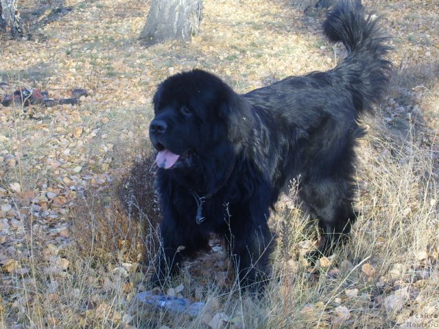 Фото: ньюфаундленд Царевич Империи Ньюф от Марлеон Дусвик