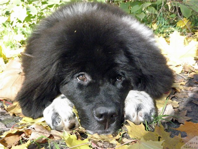 Фото: ньюфаундленд Старбимовлав Гардемарин