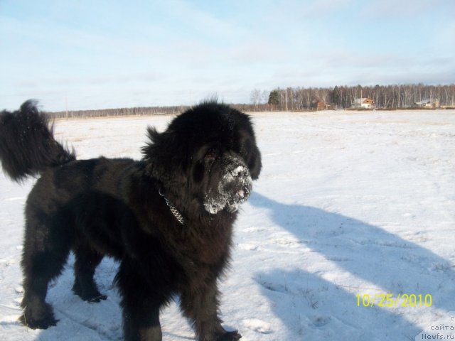 Фото: ньюфаундленд Карат из Медвежьего Яра (Karat iz Medvejyego Yara)