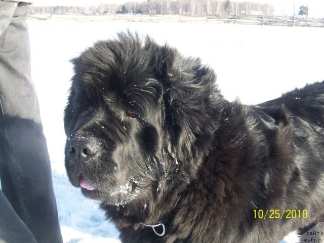 Фото: ньюфаундленд Ярада из Сибирской Глубинки (Yarada iz Sibirskoy Glubinki)