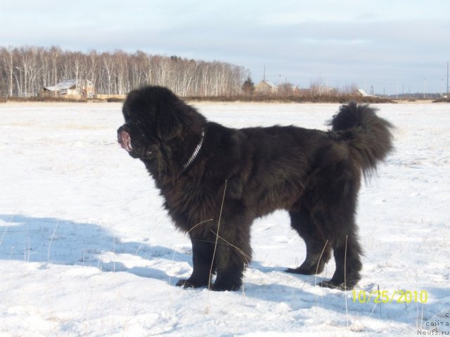 Фото: ньюфаундленд Карат из Медвежьего Яра (Karat iz Medvejyego Yara)