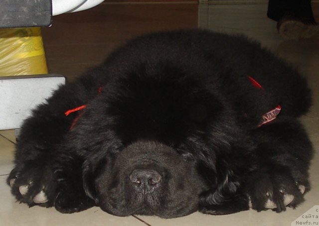 Фото: ньюфаундленд Их Высочество Голд Анджел Тивьен