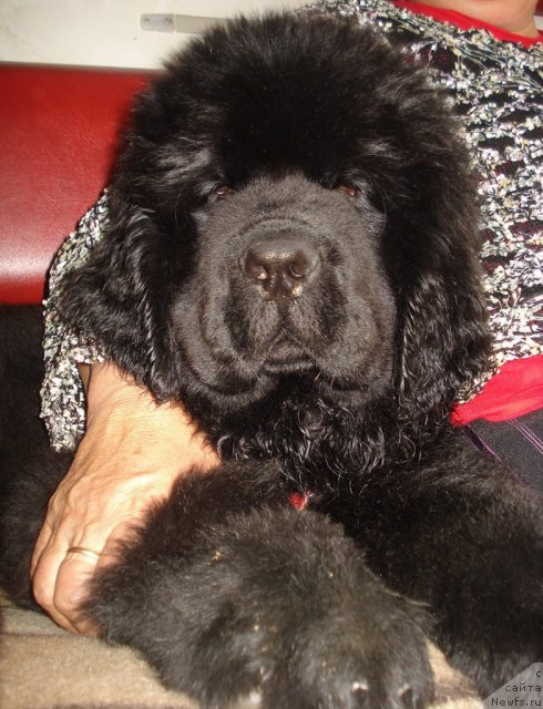 Фото: ньюфаундленд Их Высочество Голд Анджел Тивьен