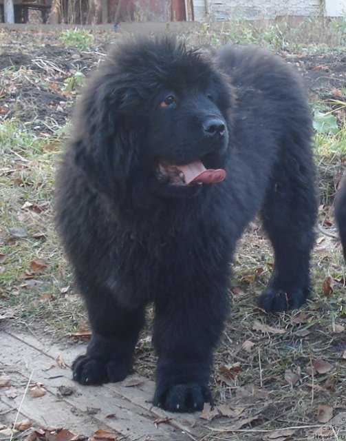 Фото: ньюфаундленд Их Высочество Гламур Доджи