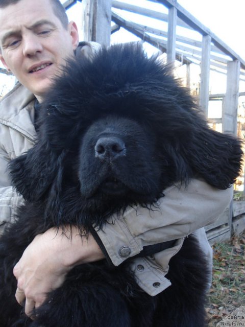 Фото: ньюфаундленд Их Высочество Гламур Доджи