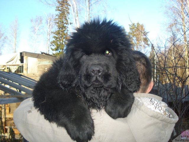 Фото: ньюфаундленд Их Высочество Гиацинта Бриз