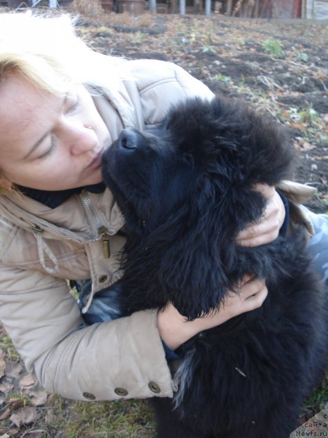 Фото: ньюфаундленд Их Высочество Гиацинта Бриз