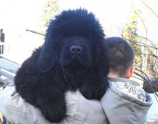 Фото: ньюфаундленд Их Высочество Гиацинта Бриз