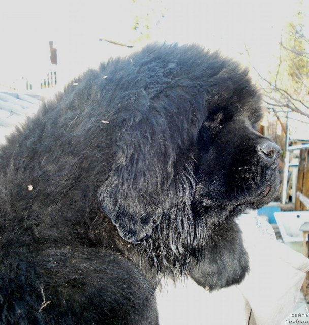 Фото: ньюфаундленд Их Высочество Гиацинта Бриз