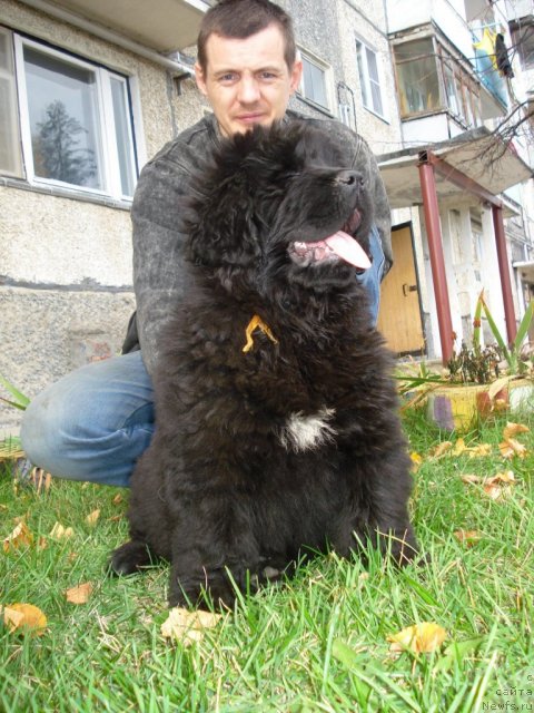 Фото: ньюфаундленд Их Высочество Готика Альдея