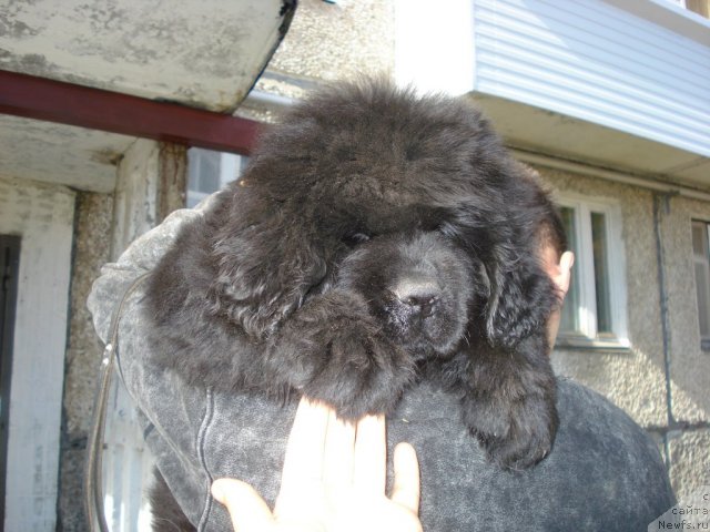 Фото: ньюфаундленд Их Высочество Готика Альдея
