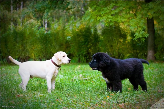 Фото: ньюфаундленд Смигар Шепот Невской Волны