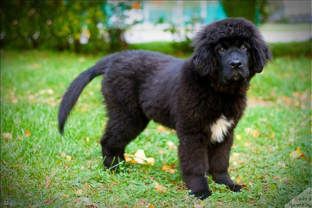 Фото: ньюфаундленд Смигар Шепот Невской Волны