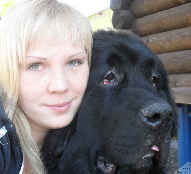 Фото: ньюфаундленд Млечный Путь из Тихого Омута, Вероника Кузьмина