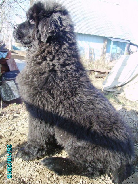 Фото: ньюфаундленд Их Высочество Владлена Маджикс