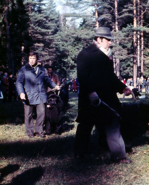 Фото: ньюфаундленд Ник Олли