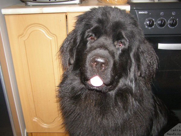 Фото: ньюфаундленд Супер Премиум Египетская Ночь