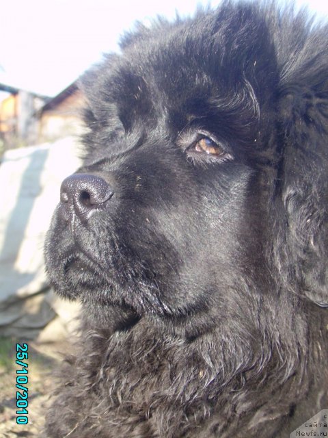 Фото: ньюфаундленд Их Высочество Владлена Маджикс