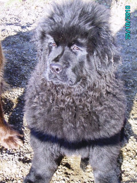 Фото: ньюфаундленд Их Высочество Владлена Маджикс