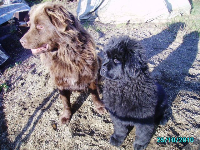 Фото: ньюфаундленд Их Высочество Владлена Маджикс