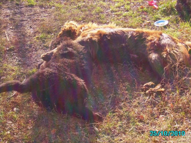 Фото: ньюфаундленд Их Высочество Владлена Маджикс, Даник