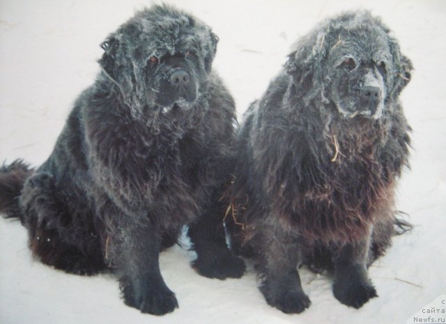 Фото: ньюфаундленд Дикая Орхидея от Сибирского Медведя (Dikaya Orchidea ot Sibirskogo Medvedja), ньюфаундленд Большая Медведица из Тихого Омута (Bolshaya Medveditsa iz Tihogo Omuta)