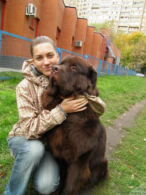 Фото: ньюфаундленд Рич-Н-Бьютифул